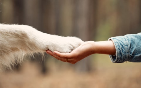 Čuvajte svoje kućne ljubimce prirodnim sredstvima za čišćenje!